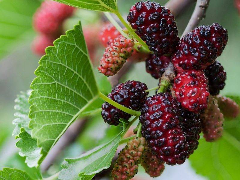 Шелковица купить саженцы из питомнике в Чистополе