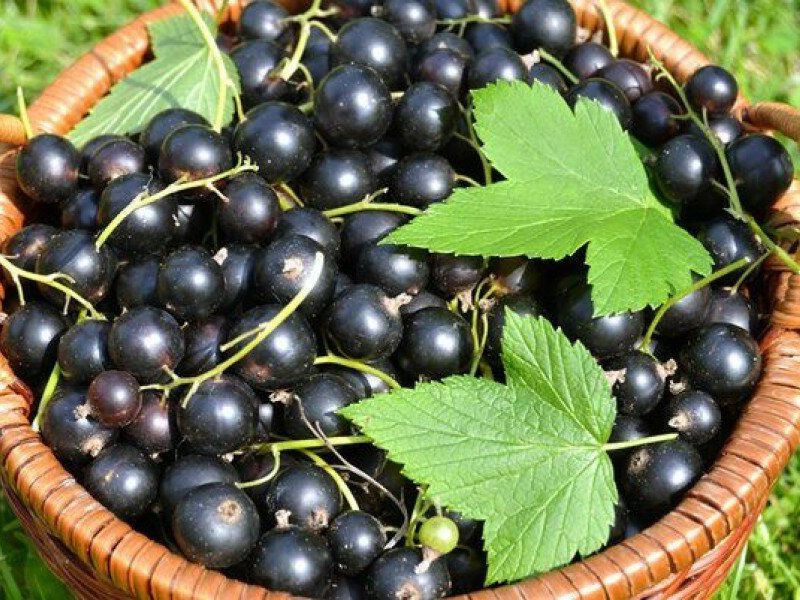 Смородина купить саженцы из питомника в Чистополе