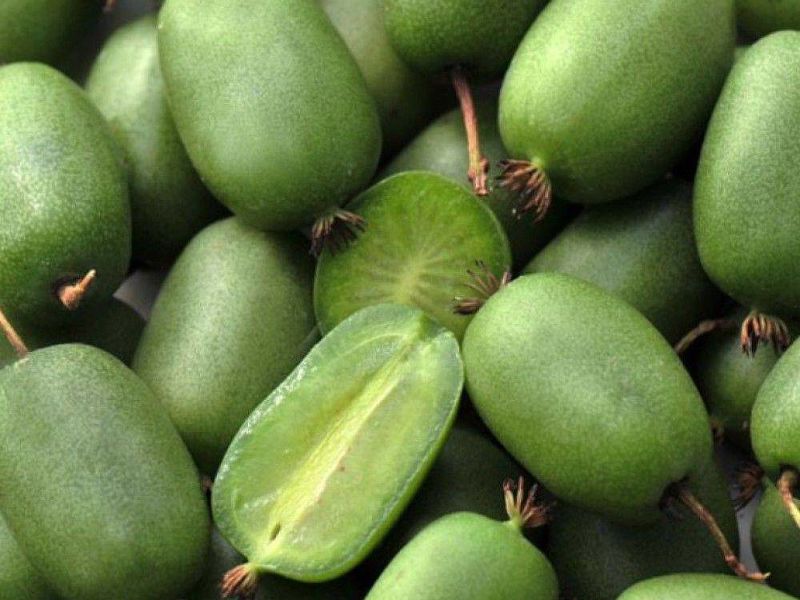 Актинидия купить саженцы из питомнике в Чистополе