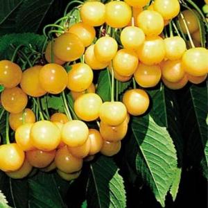 Черешня "ОРЛОВСКАЯ ЯНТАРНАЯ"